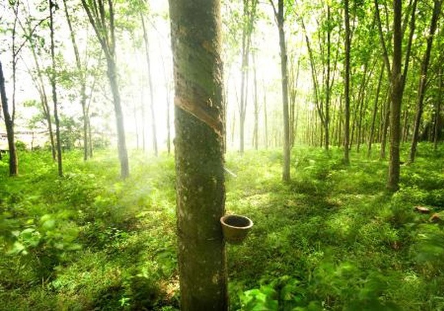 “Cửa sáng” cho các doanh nghiệp xuất khẩu cao su 